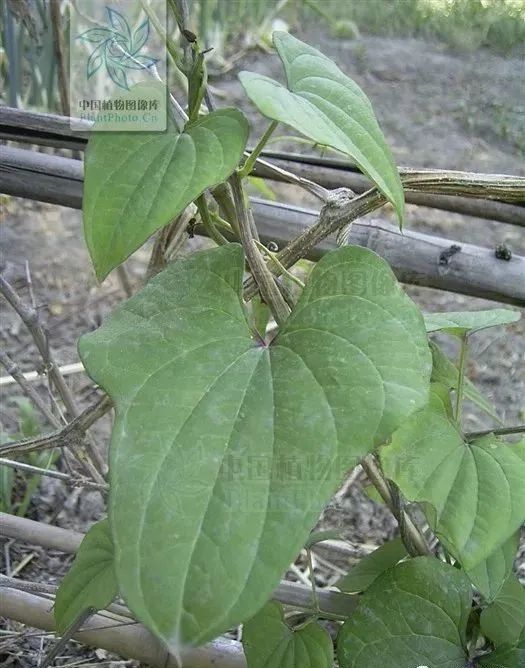 中药材:山药_腾讯新闻
