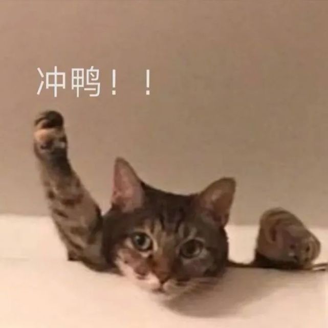 表情包可爱每一刻都是小永远是我们爱的小永远