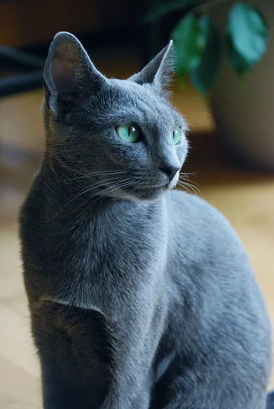 纯种的俄罗斯蓝猫已经变得十分稀少和珍贵.