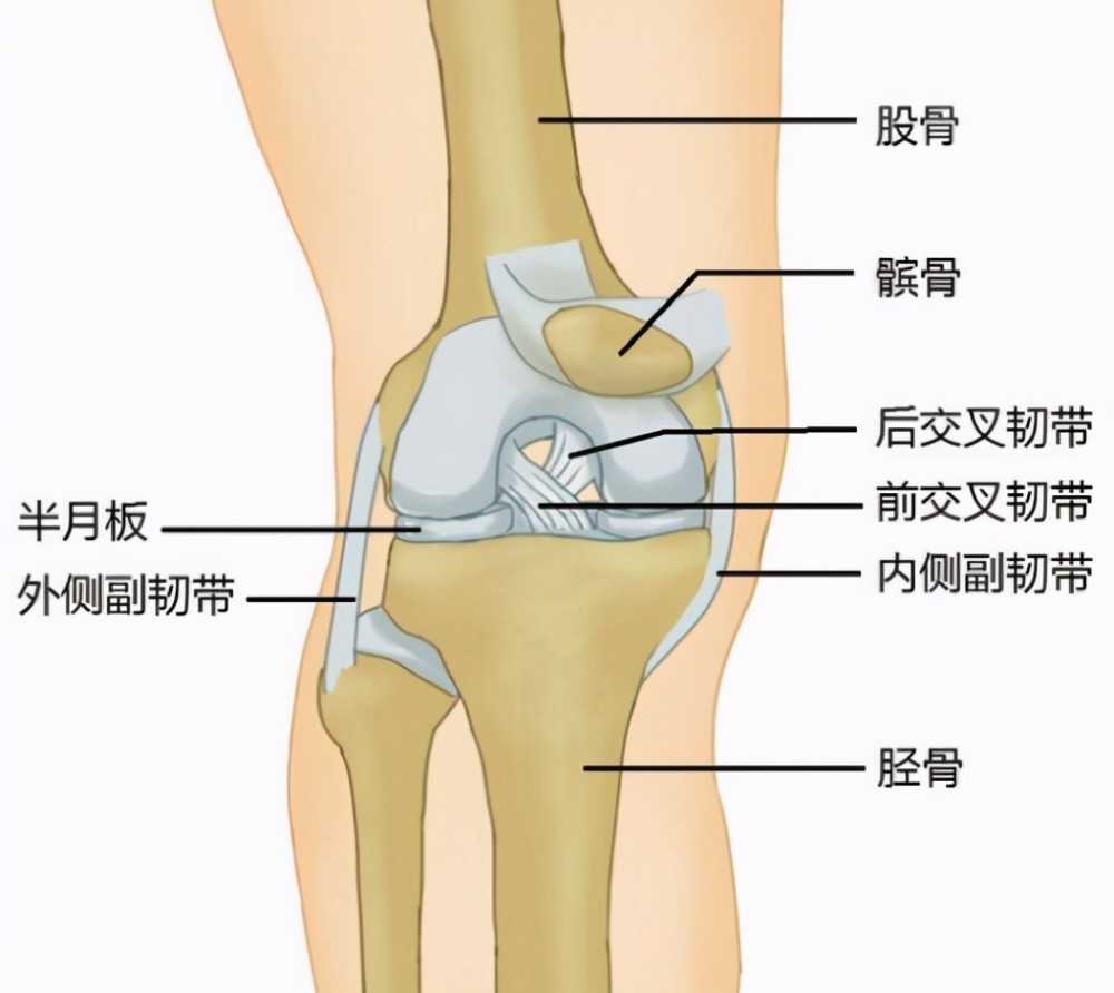 膝关节最多见的损伤主要有韧带损伤,半月板损伤和软骨损伤