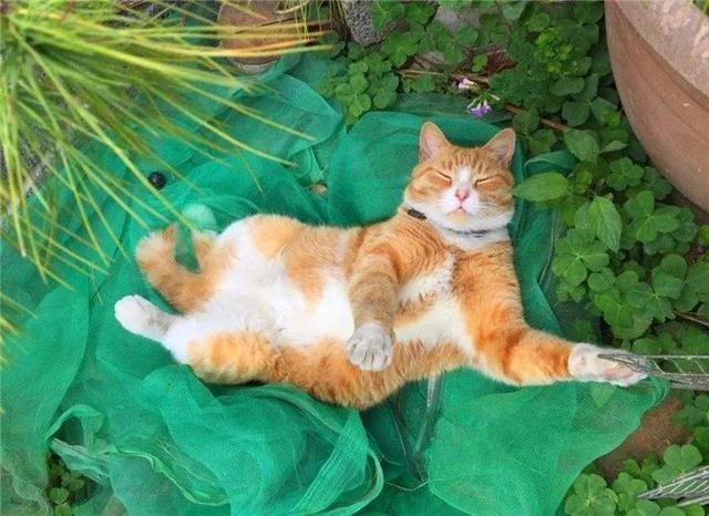 大家可冤枉橘猫了,长得胖并不是花色
