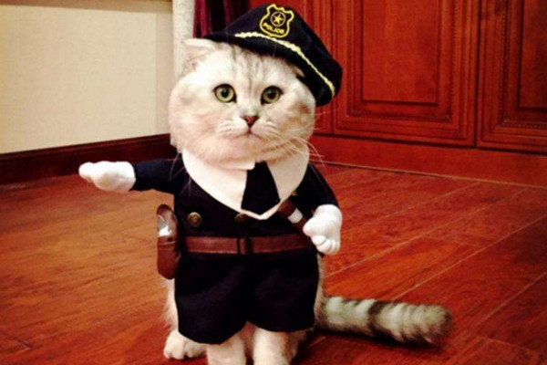 猫咪想演舞台剧?换套服装就搞定!其实喵星人才是真的演员!