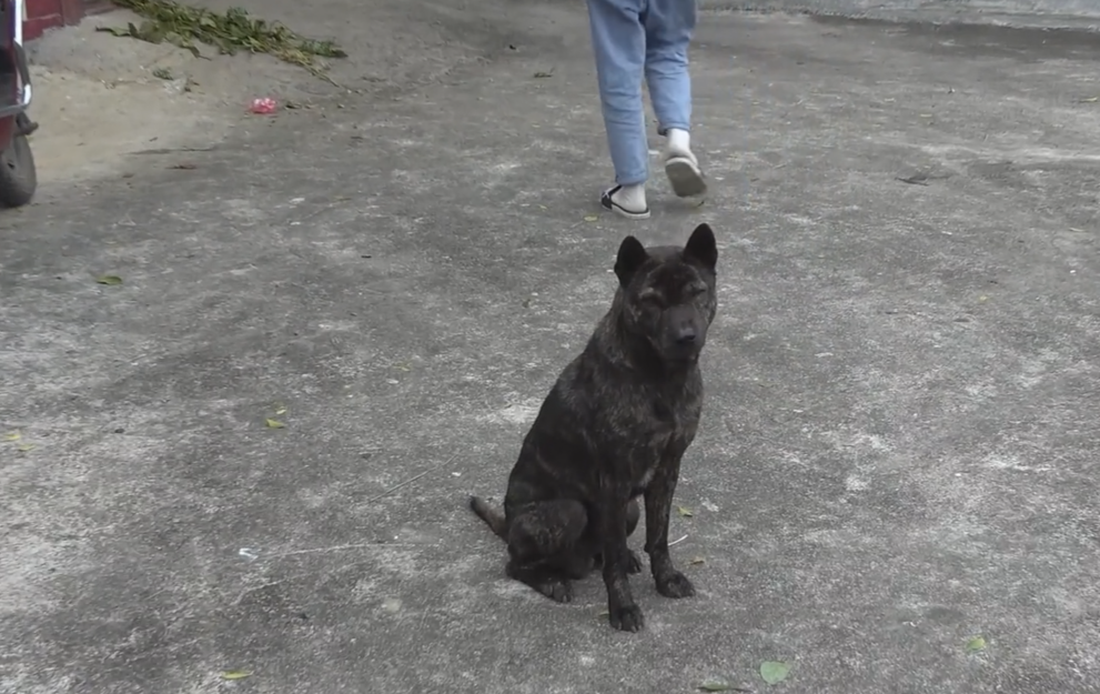 广西:村子里唯一的虎斑犬,小伙想买大娘不卖,大娘:这狗看家好,多少钱