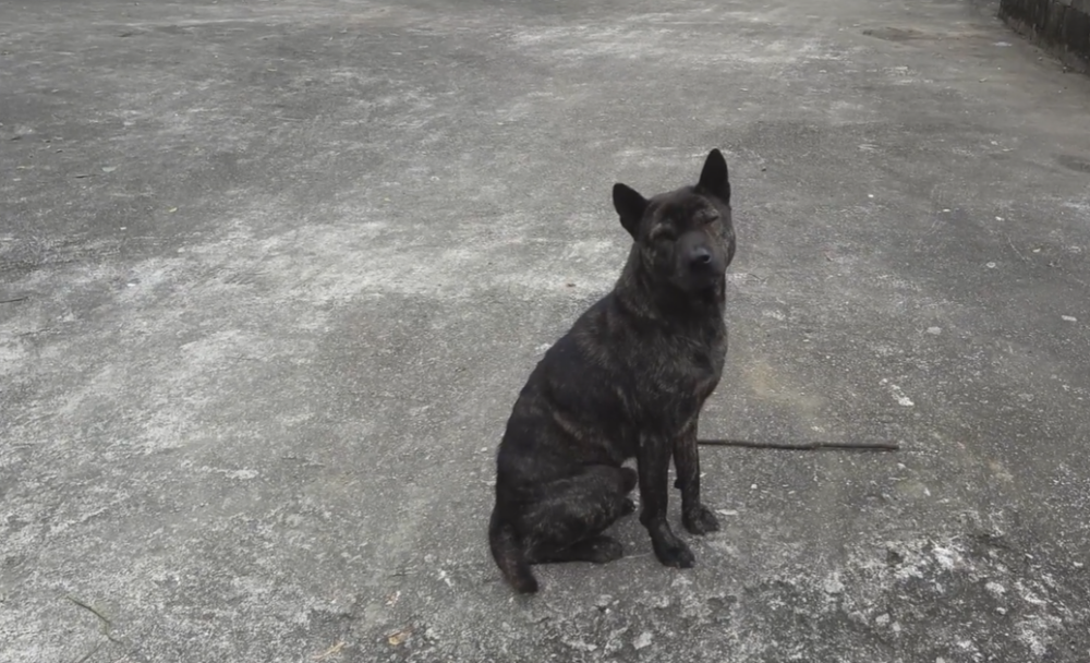 广西:村子里唯一的虎斑犬,小伙想买大娘不卖,大娘:这狗看家好,多少钱