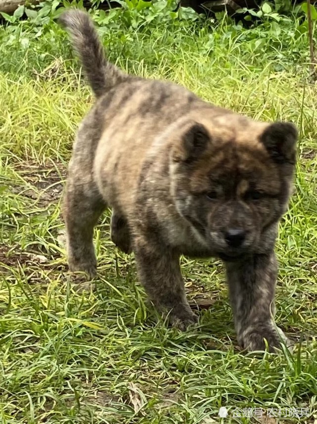 中华田园犬与下司犬|中华田园犬|下司犬|虎斑犬