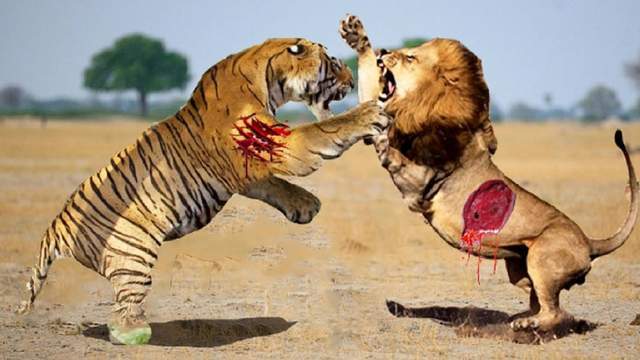 狮子和老虎,谁才是最好的终极杀手?勇气决定了最终的