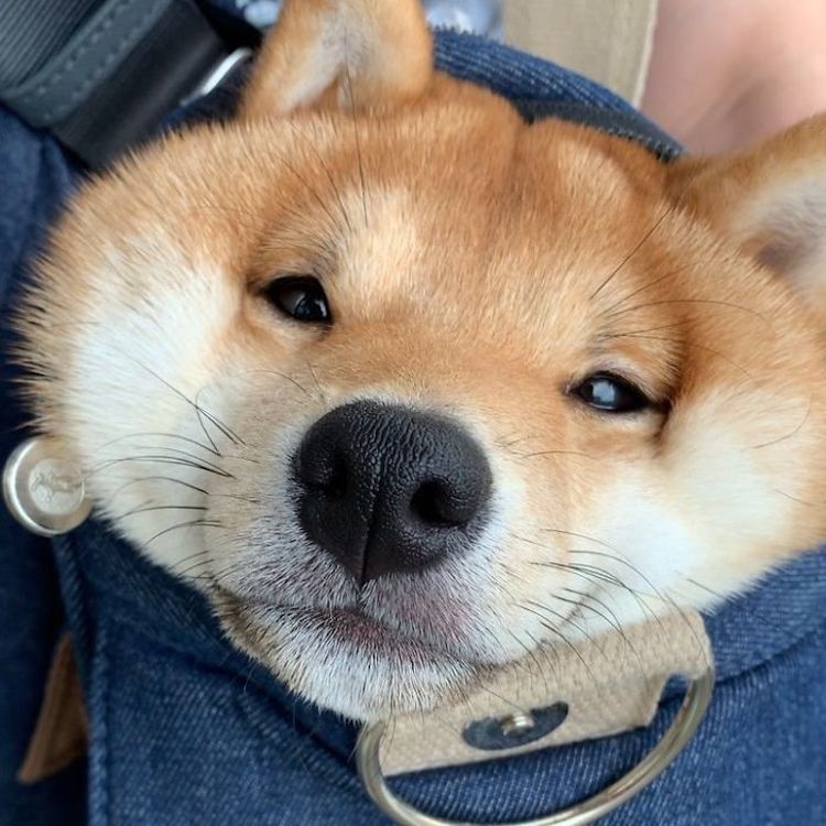 柴犬的形态特征 柴犬竟有如此的独特之处