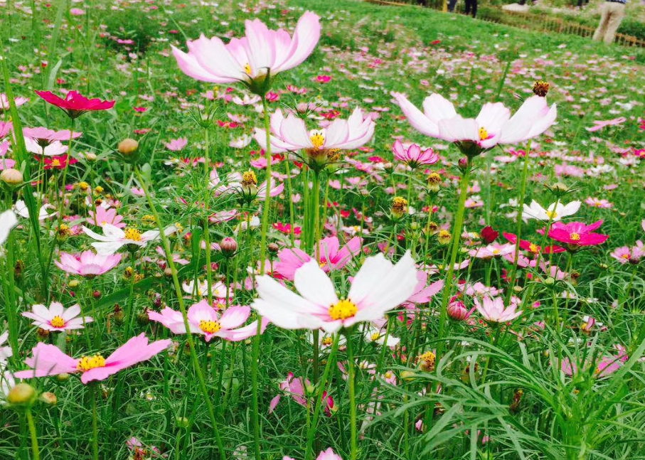 木洞的格桑花已铺满江岸,浪漫得尤如童话世界