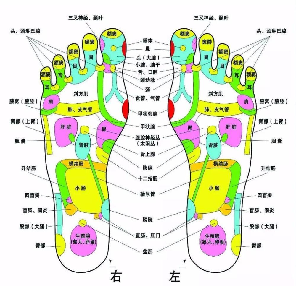 并不是!一篇文章手把手教会你足底按摩!