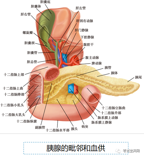 二,血供副胰管vater壶腹主胰管(wirsung管)钩突胰头,颈,体,尾一,解剖