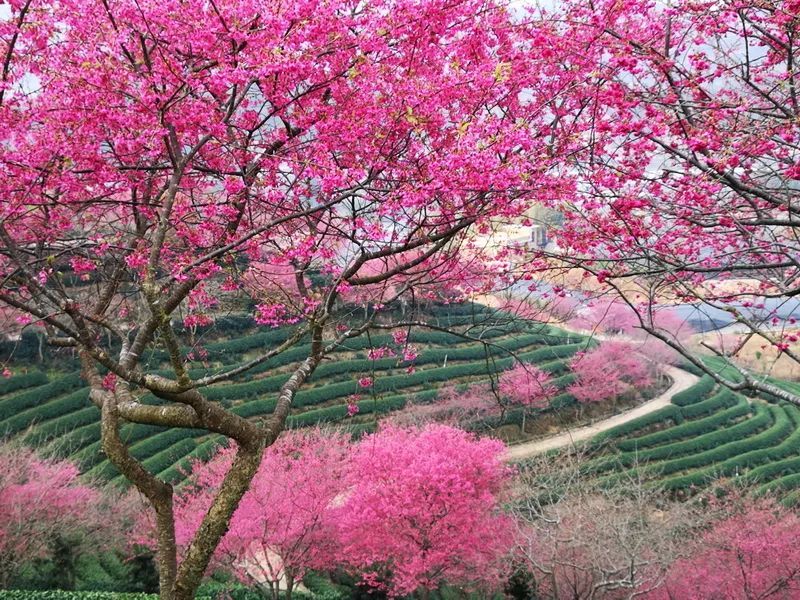 有积分"红色古田 生态龙岩 魅力梅花山"全国摄影大展征稿