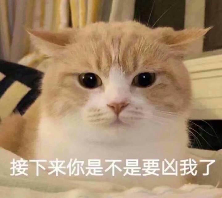 【猫咪表情包】我不是你的小宝贝了吗?