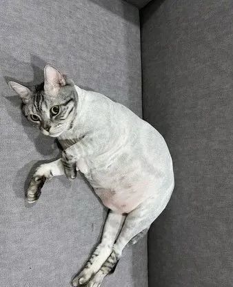 不是虚胖!10公斤萌猫剃完毛,白嫩肥肚"流到地上",胖得扎实