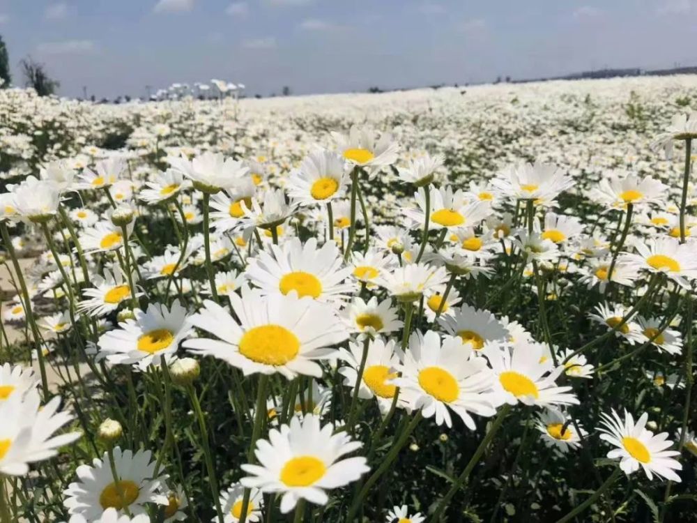 大滨菊花海——盛开在春末夏初里的小清新!