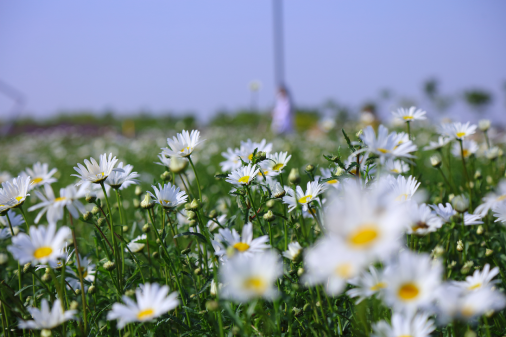 大滨菊花海——盛开在春末夏初里的小清新!