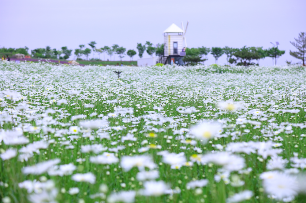 大滨菊花海——盛开在春末夏初里的小清新!