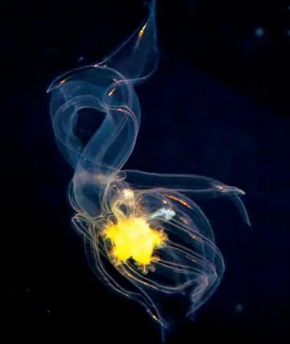 砂海星类的幼体