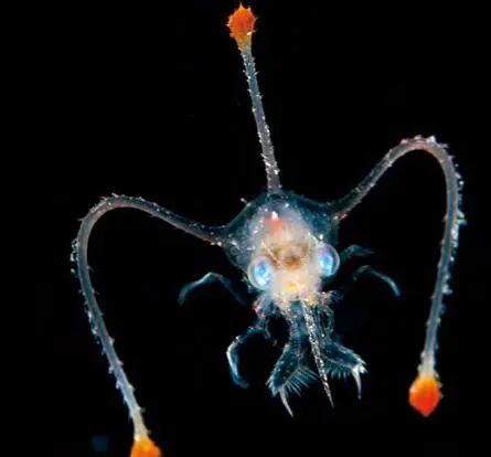绚丽多彩,形状奇异的海洋生物,与陆地生物完全不相同