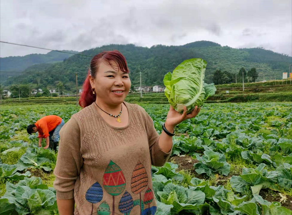 旺草镇:牛心甘蓝采收上市