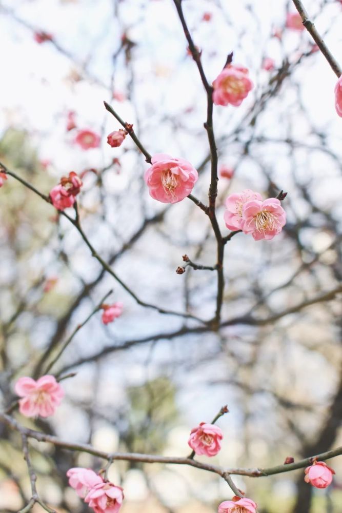 唯美桃花壁纸,治愈招桃花