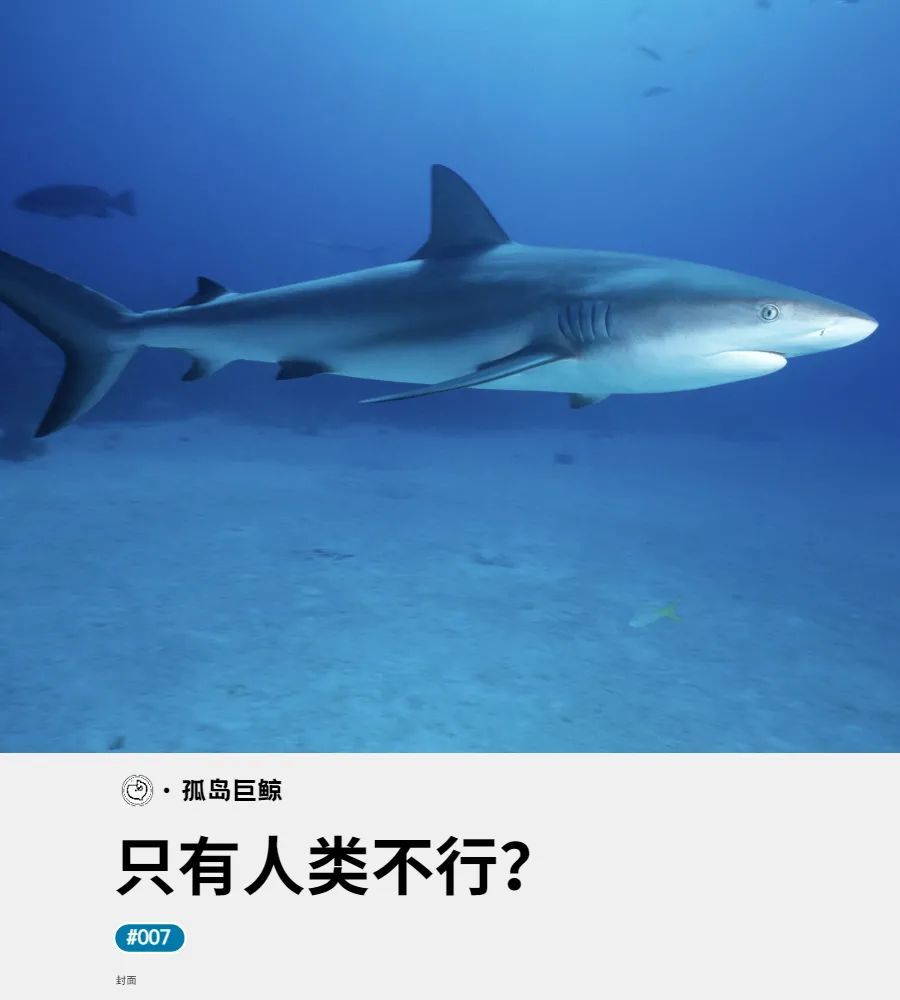 鲨鱼又一个磁场导航