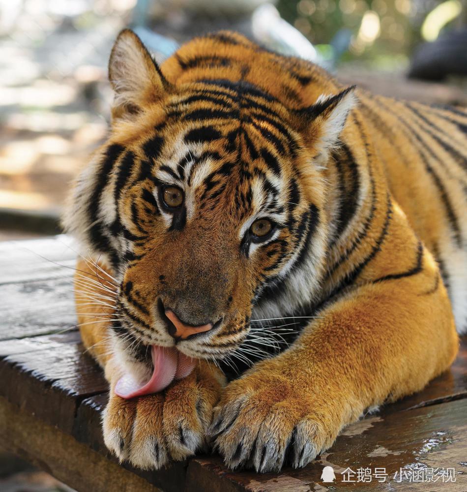 重生成老虎 腾讯网