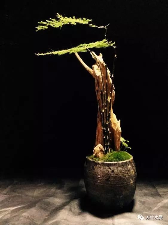 苔藓与盆景欣赏