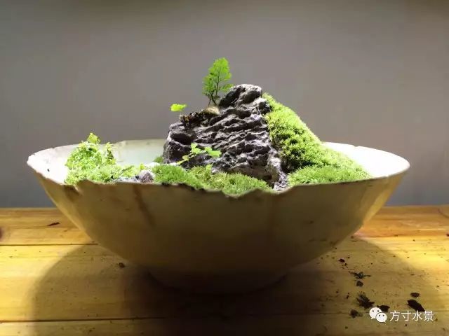 苔藓与盆景欣赏