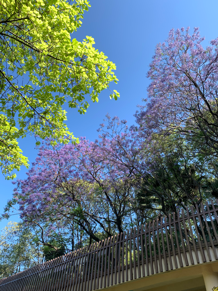 成都10个蓝花楹观赏地,美炸!