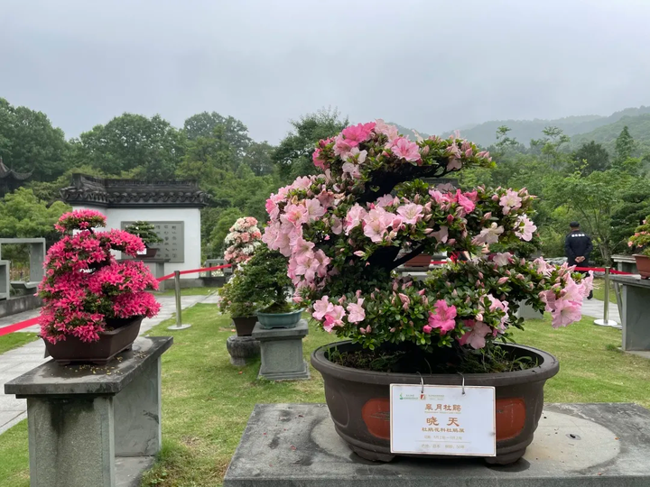 快去,花都开好了,杭州植物园杜鹃盆景盛开