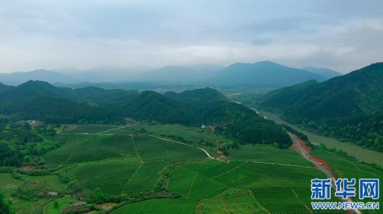 "飞阅"中国】江西修水:云凝雾绕 茶园飘香