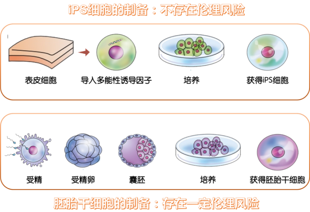 ips细胞和胚胎干细胞的对比丨作者制图培育胎盘干细胞—从20天到3天