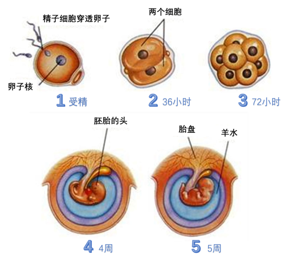 图2.受精卵形成并分化为胚胎和胎盘的过程.丨来源http://www.400jk.