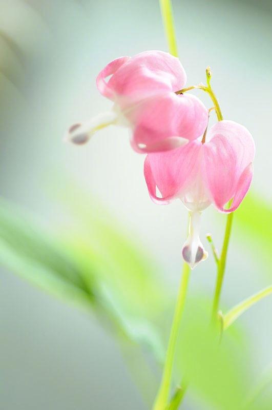 佛系唯美句子,坐看云卷云舒,静听花开花落!