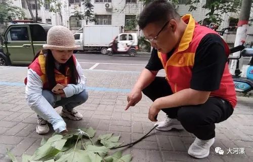 漯河行道树下白毛,原来是一种虫惹祸