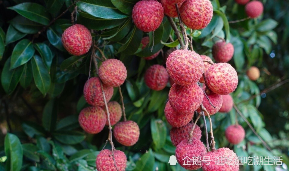 广东惠来,荔枝品类多样,色鲜清香,被誉为"岭南四大佳果"之一
