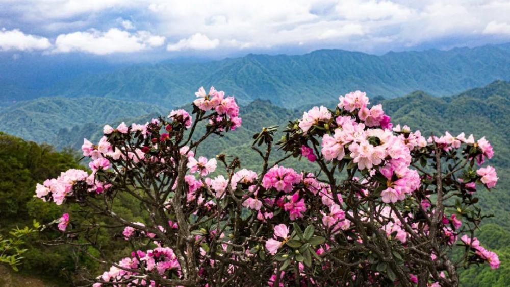 "may"好光雾山,杜鹃花开映山红