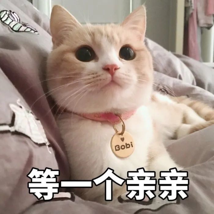 表情包Ⅰ可爱猫咪第二弹