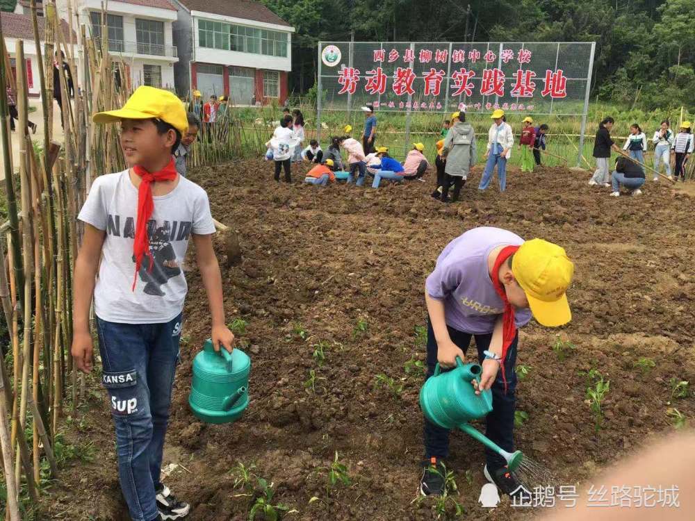 拔草,栽苗……汉中西乡县柳树镇中心学校校外劳动教育