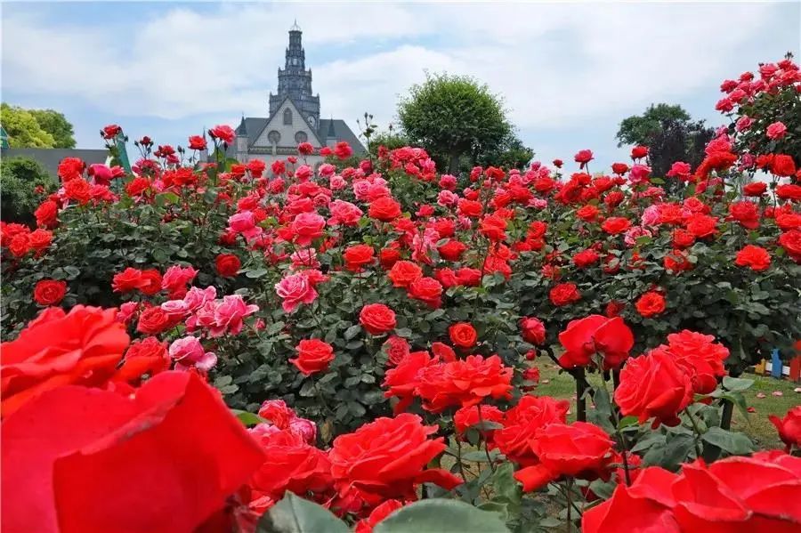 2021江北超大玫瑰月季花海,5月15日起免费玩!门票免费