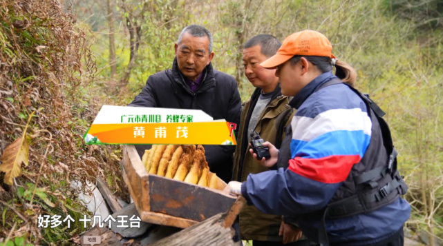 "中蜂"危机如何化解(下)