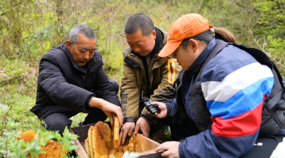 问您所"中蜂"危机如何化解(下)