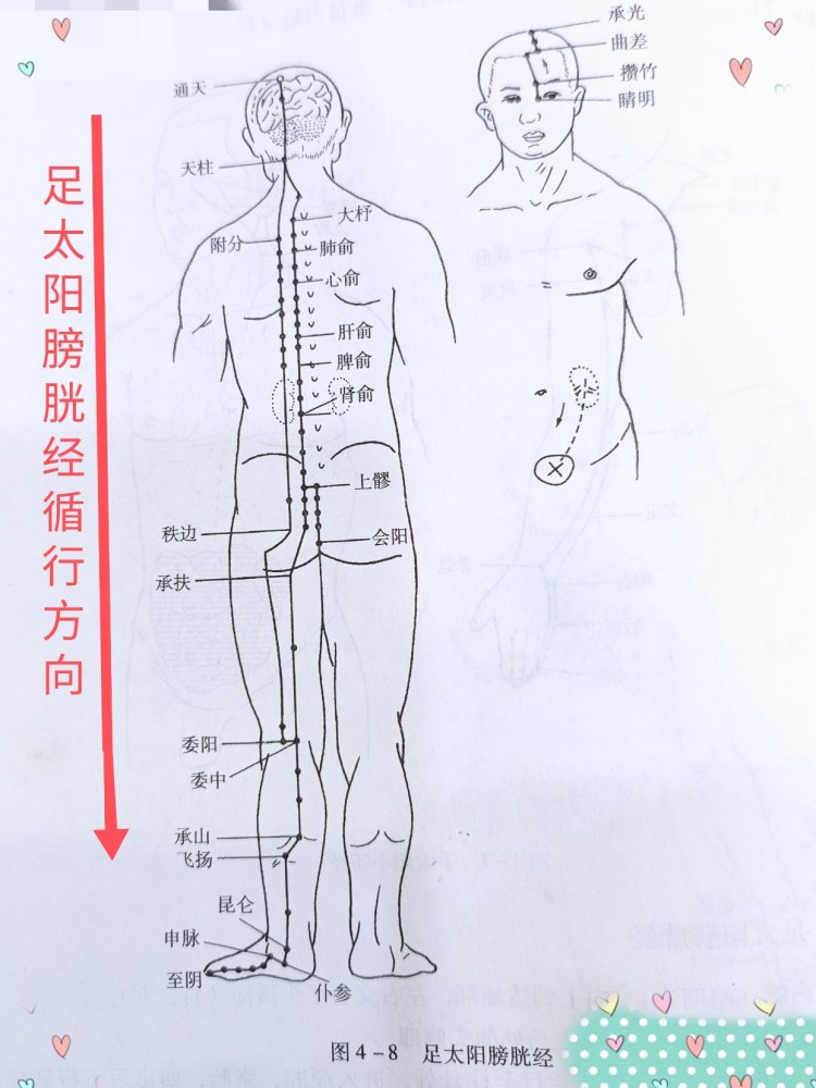 人体的十二经络的第条经络足太阳膀胱经的经络走向循行路线