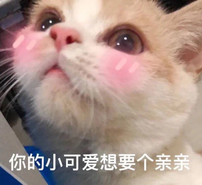 表情包|谁不喜欢可爱的猫咪呢