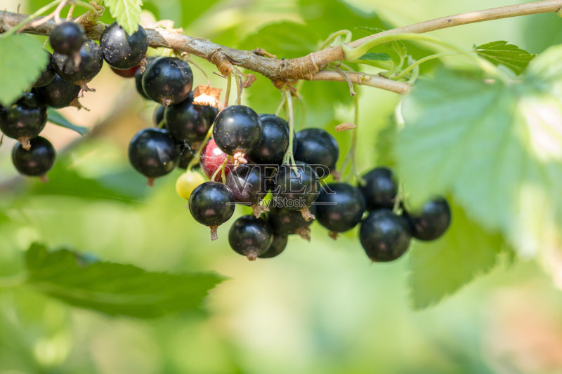 十大高营养等级水果丨黑加仑为什么只看见果干?鲜果呢?