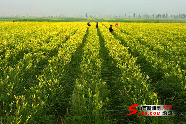 大同市将举办第四届大同黄花丰收活动月