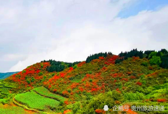 当季!贵州娘娘山万亩映山红争相斗艳,快来赏花