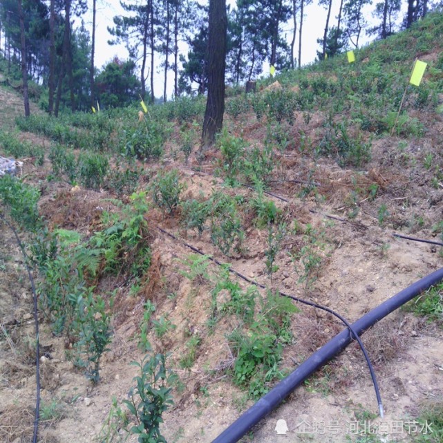 越来越多的滴灌产品被开发并使用,原来山地果树滴灌方面的难关也被