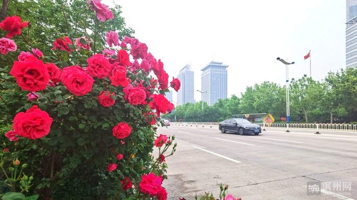 "花与城"之约!滨州市花月季争芳斗艳绽放全城