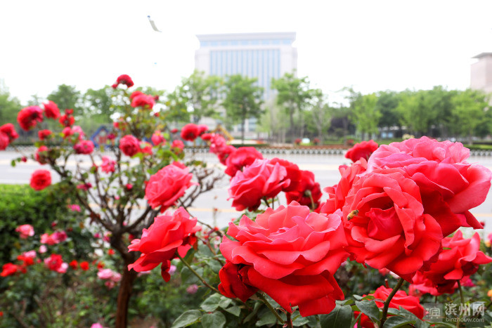 "花与城"之约!滨州市花月季争芳斗艳绽放全城